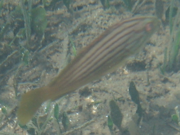 Epinephelus costae (Dotto o Cernia dorata)